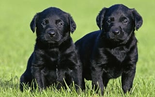 Обои щенки, собаки, трава