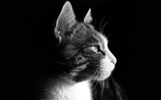 Картинка кот, морда, профиль
