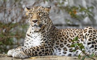 Картинка африканский леопард, леопард, большая кошка