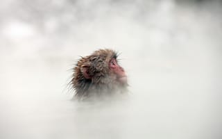 Картинка обезьяна, туман, морда