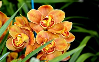Картинка орхидея, цветок, экзотика