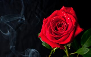 Обои розы, дым, капли