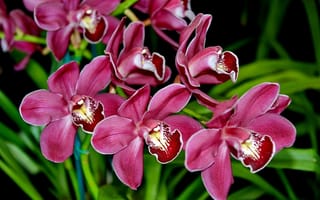 Картинка орхидеи, цветы, экзотика