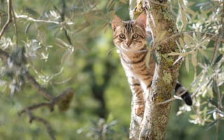 Картинка котенок, животное, дерево