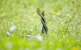 Обои змеи, трава, выглядывать
