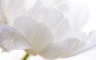 Картинка белый тюльпан, лепестки, бутон
