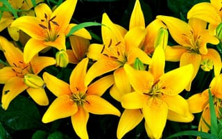 Картинка лилии, желтые, цветы