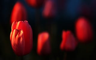 Картинка тюльпаны, цветы, растение
