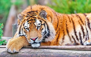 Обои тигр, трава, большая кошка