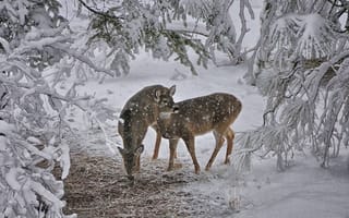 Обои олени, снег, деревья
