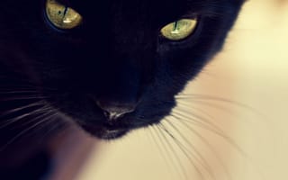 Картинка черный кот, морда, глаза