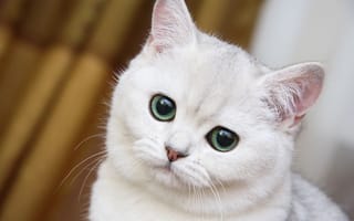 Картинка милый, белый кот, морда