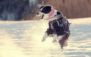 Картинка собака, снег, прыжок