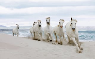 Картинка лошади, берег, песок