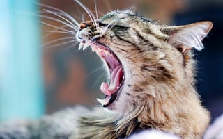 Картинка зевать, кот, агрессия