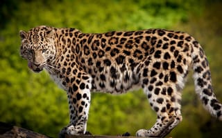 Обои леопард, большая кошка, хищник