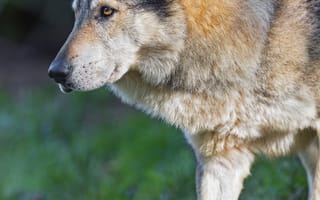 Картинка волк, хищник, животное