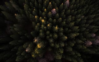 Картинка деревья, лес, вид сверху