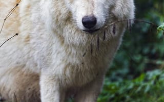 Картинка мелвильский островной волк, волк, хищник