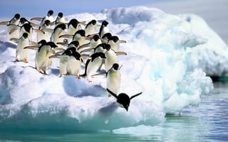 Обои пингвины, вода, снег