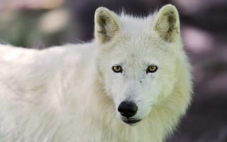 Картинка полярный волк, собака, морда