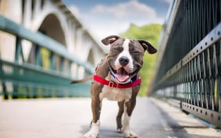 Картинка собака, улыбка, американский стаффордширский терьер
