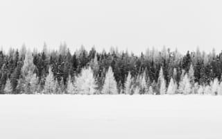 Картинка деревья, снег, зима
