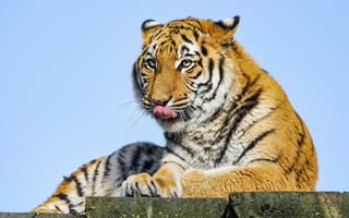Картинка тигр, высунутый язык, большая кошка