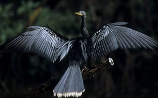 Картинка птица, размах крыла, оперение