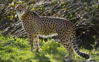 Картинка гепард, большая кошка, хищник