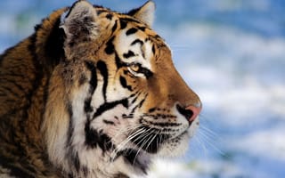 Картинка тигр, морда, профиль