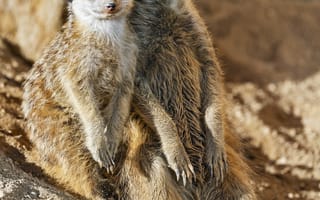 Картинка сурикаты, животные, дикая природа