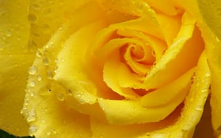Картинка роза, жёлтая роза, лепестки