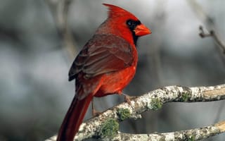 Картинка красная птица, ветка, мох