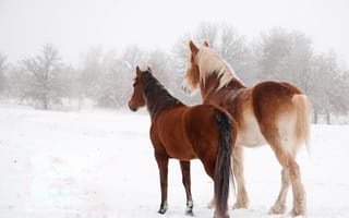 Обои лошади, зима, снег