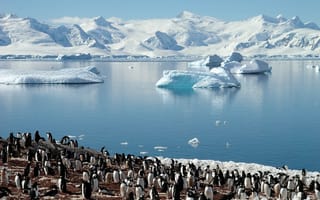 Картинка пингвины, море, ледники