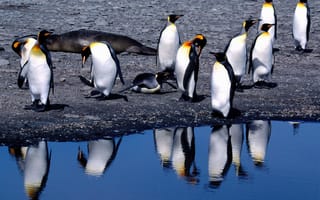 Картинка пингвины, лето, оттепель