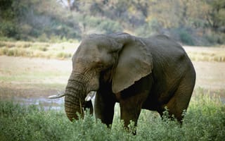 Картинка слон, бивни, африка