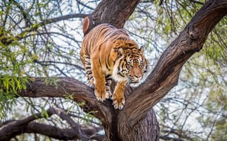 Картинка тигр, дерево, хищник