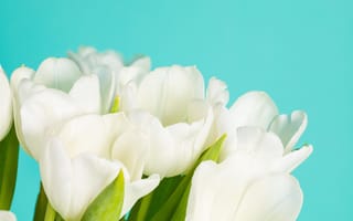 Картинка тюльпаны, цветы, лепестки