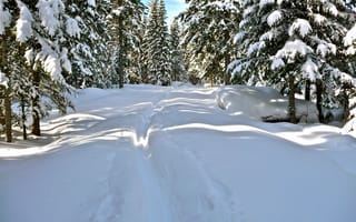 Картинка снег, деревья, зима