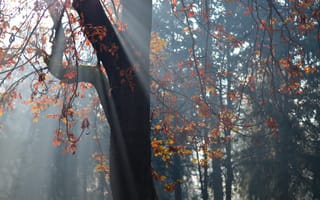 Картинка деревья, осень, листья