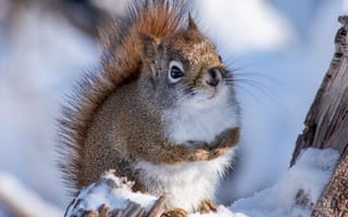 Картинка белка, животное, бревно