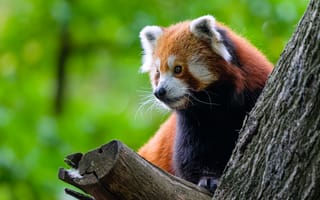 Картинка красная панда, дерево, дикая природа
