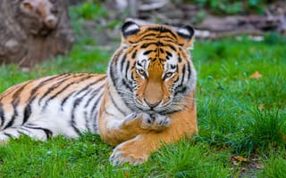 Картинка сибирский тигр, тигр, хищник