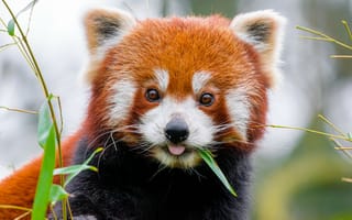 Картинка красная панда, высунутый язык, животное