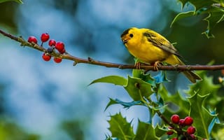 Картинка птица, ветка, ягоды