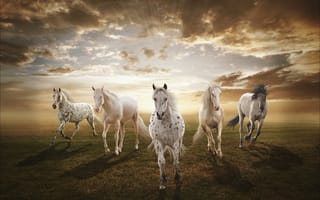 Картинка закат, поле, лошади