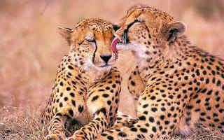 Картинка леопарды, семья, нежность