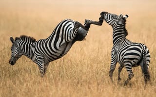 Картинка зебры, трава, прогулка